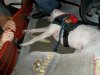 Gunny in repose at Niners game.JPG