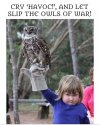 Owls of war.jpg
