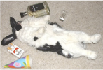 bunny hungover.png