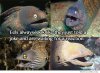 eels-look-like-they-were-told-a-joke.jpg