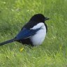 Magpie